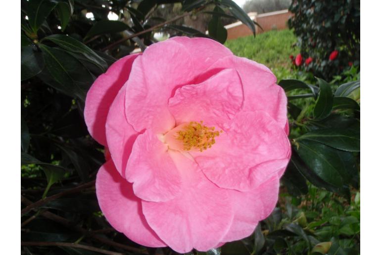 Camellia x williamsii 'Lady Gowrie' Camellia x williamsii 'Lady Gowrie' -22429