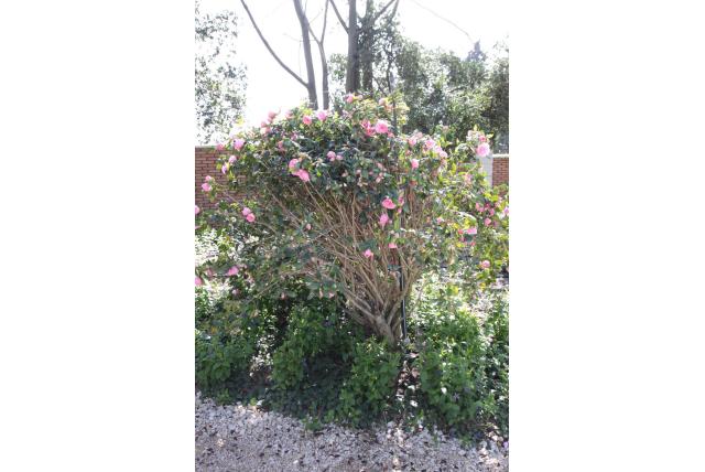 Camelia 'Sayonara' Camelia 'Sayonara'