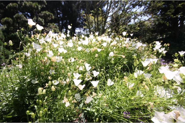 Campanula carpatica 'Alba' Campanula carpatica 'Alba' -22099