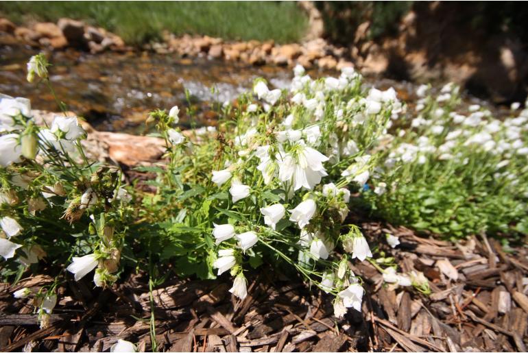 Campanula cochleariifolia 'Alba' Campanula cochleariifolia 'Alba' -22100