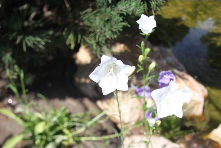 Campanula persicifolia 'Alba' Campanula persicifolia 'Alba' -22101
