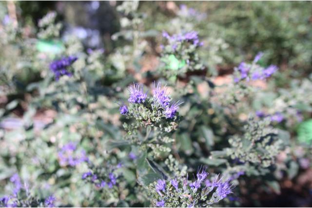 Blauwe spirea 'Grand Blue' Blauwe spirea 'Grand Blue'