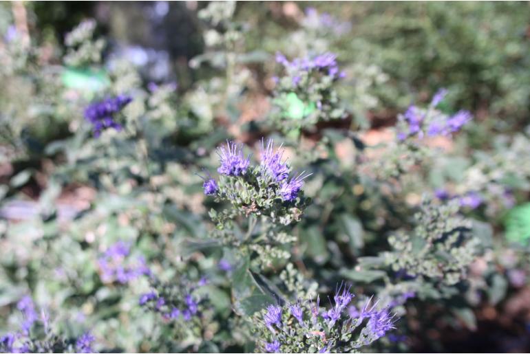 Caryopteris x clandonensis 'Grand Blue' Caryopteris x clandonensis 'Grand Blue' -22103