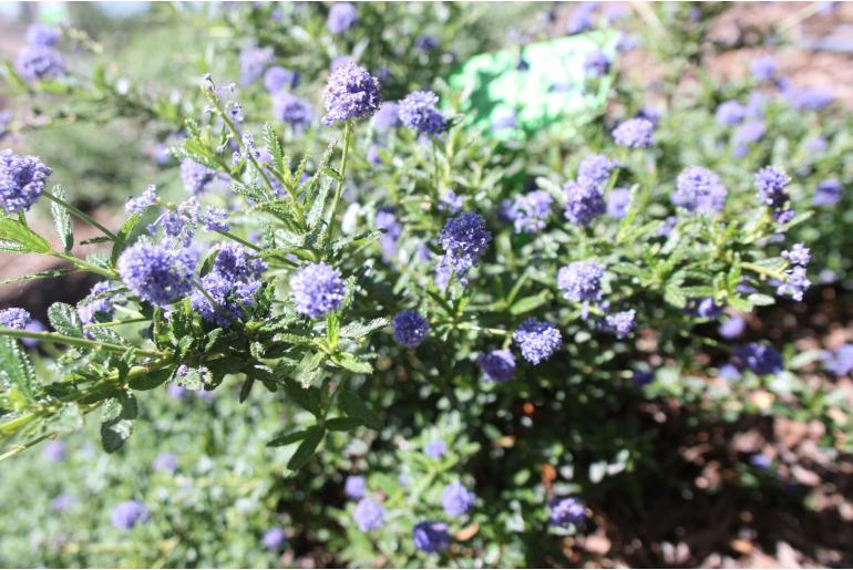 Ceanothus 'Blue Diamond' Ceanothus 'Blue Diamond' -22363