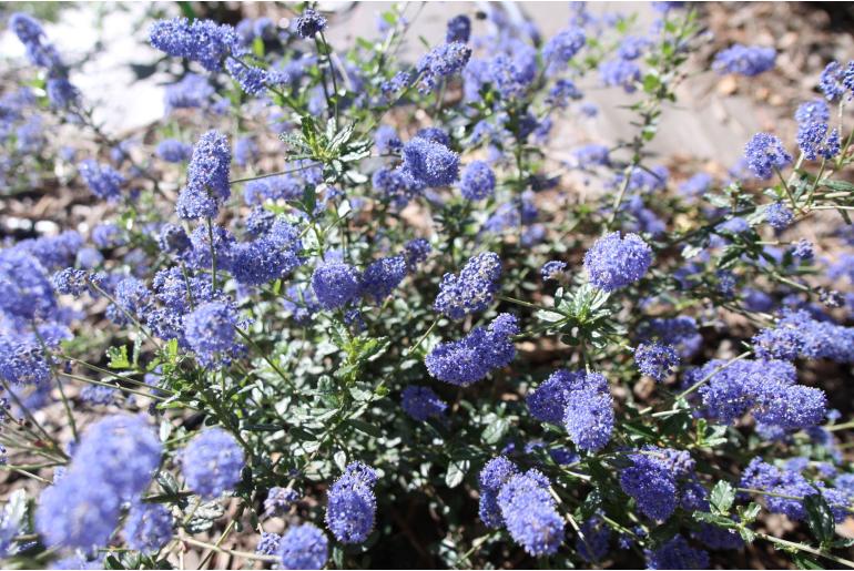 Ceanothus foliosus 'Italian Skies' Ceanothus foliosus 'Italian Skies' -22110