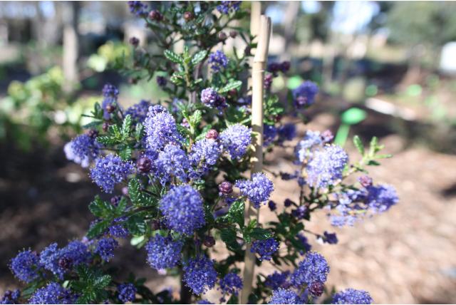 Amerikaanse sering 'Puget Blue'