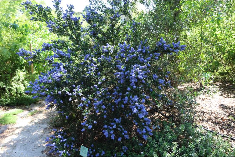 Ceanothus impressus 'Victoria' Ceanothus impressus 'Victoria' -22371
