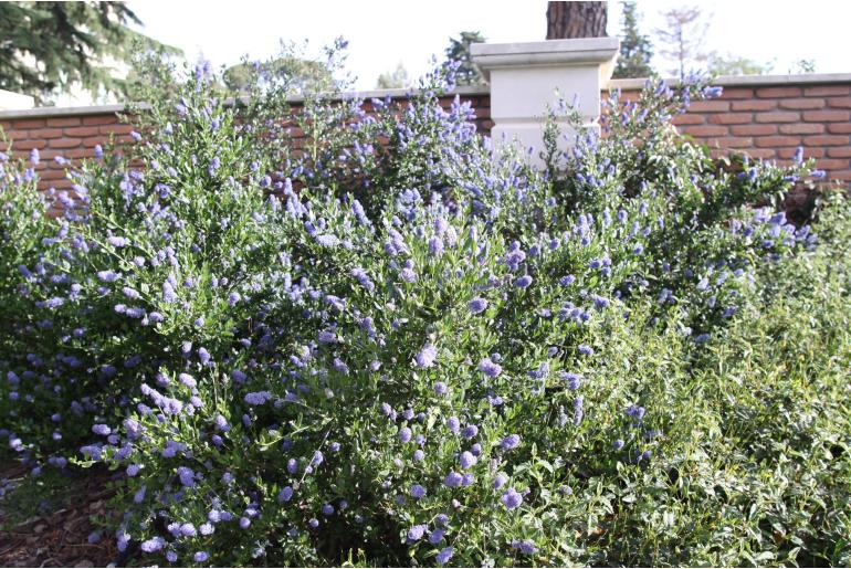 Ceanothus thyrsiflorus 'Skylark' Ceanothus thyrsiflorus 'Skylark' -22112
