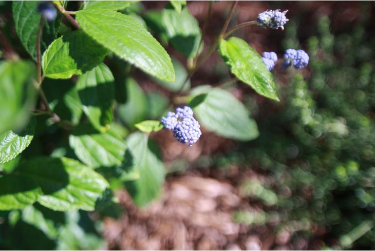Ceanothus x delileanus 'Henri Desfosse' Ceanothus x delileanus 'Henri Desfosse' -22107