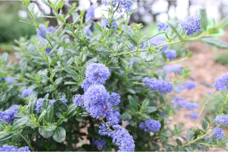 Ceanothus x delileanus 'Topaze' Ceanothus x delileanus 'Topaze' -22108