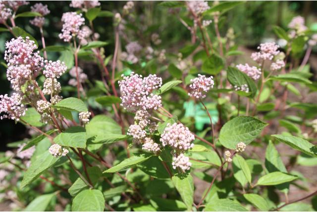 Franse hybride Amerikaanse sering 'Marie Simon'