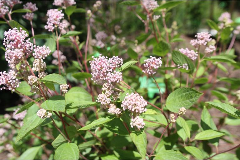 Ceanothus x pallidus 'Marie Simon' Ceanothus x pallidus 'Marie Simon' -22109