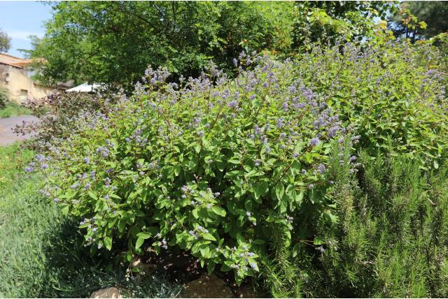 Amerikaanse sering 'Mary Bleue'