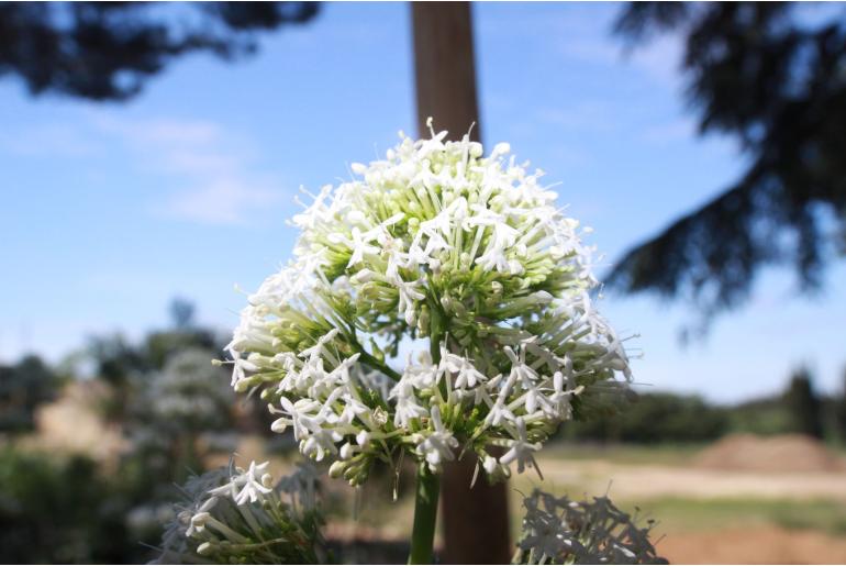 Centranthus ruber 'Alba' Centranthus ruber 'Alba' -22113