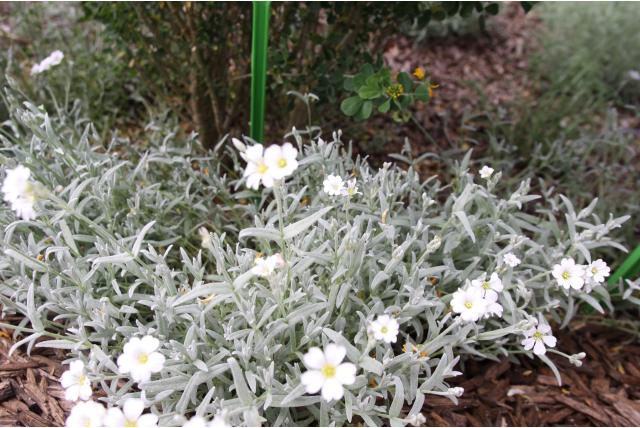 Viltige hoornbloem 'Columnae'