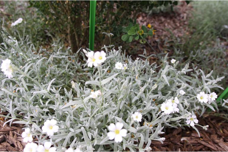 Cerastium tomentosum 'Columnae' Cerastium tomentosum 'Columnae' -22114