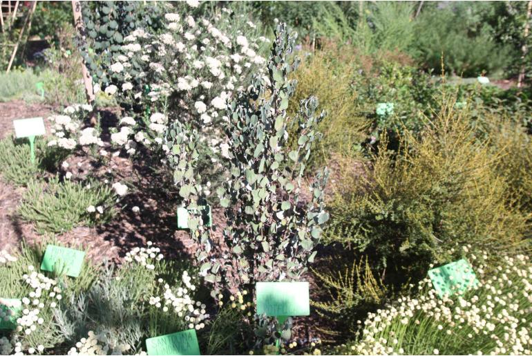 Cercidiphyllum japonicum 'Rotfuchs' Cercidiphyllum japonicum 'Rotfuchs' -22115