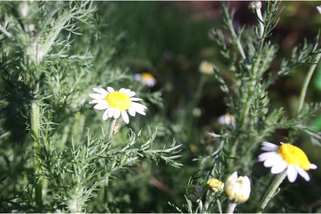 Roomse kamille 'Flore Pleno' Roomse kamille 'Flore Pleno'