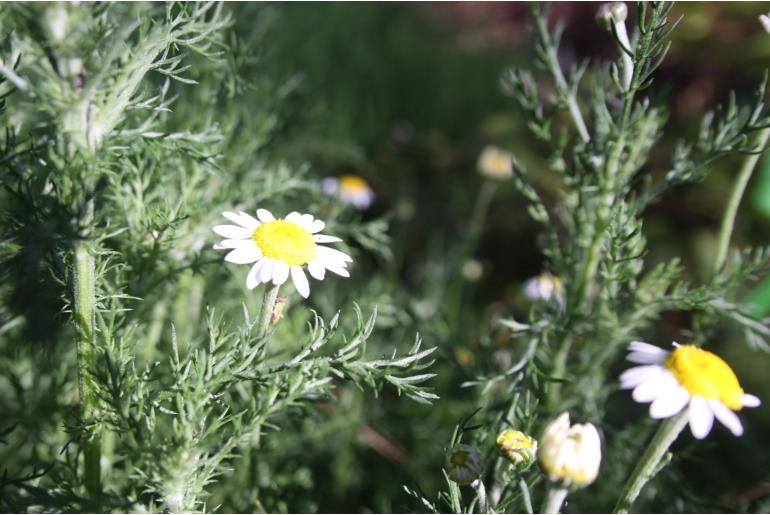 Chamaemelum nobile 'Flore Pleno' Chamaemelum nobile 'Flore Pleno' -22117