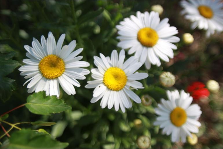 Chrysanthemum maximum 'Brightside' Chrysanthemum maximum 'Brightside' -22441