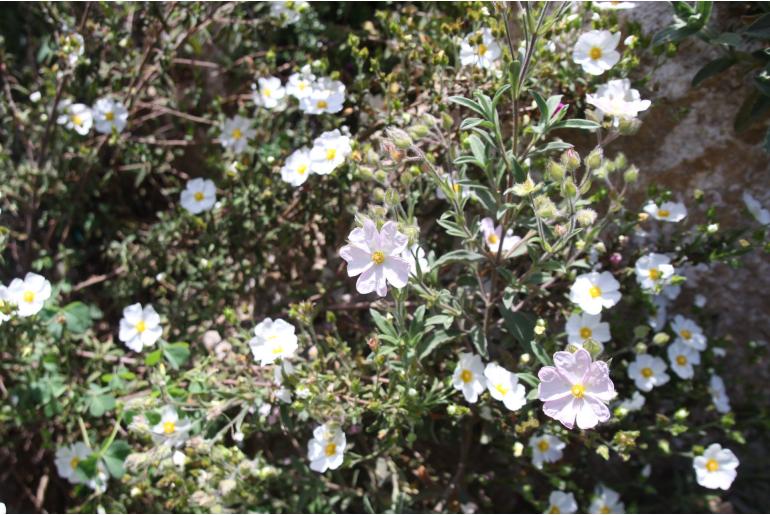 Cistus florentinus 'Tramontane' Cistus florentinus 'Tramontane' -22122