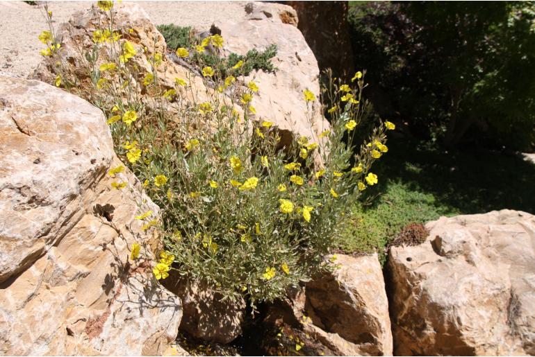 Cistus halimifolius 'Cap Sim' Cistus halimifolius 'Cap Sim' -22126
