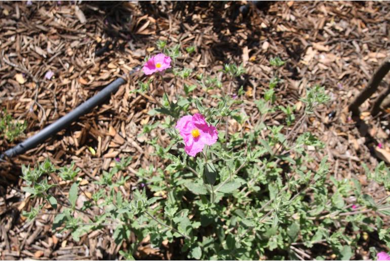 Cistus x crispatus 'Warley Rose' Cistus x crispatus 'Warley Rose' -22444