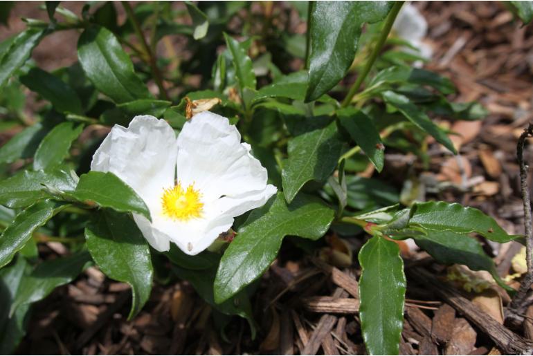 Cistus x cyprius 'Elma' Cistus x cyprius 'Elma' -22445