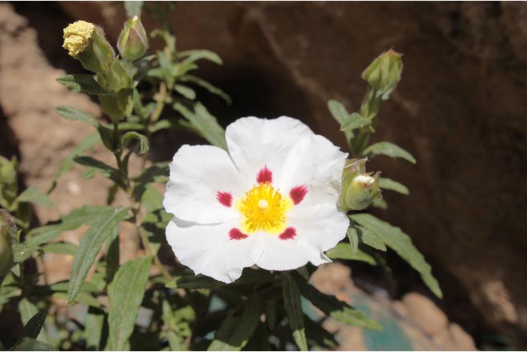 Cistus x dansereaui 'Jenkyn Place' Cistus x dansereaui 'Jenkyn Place' -22121