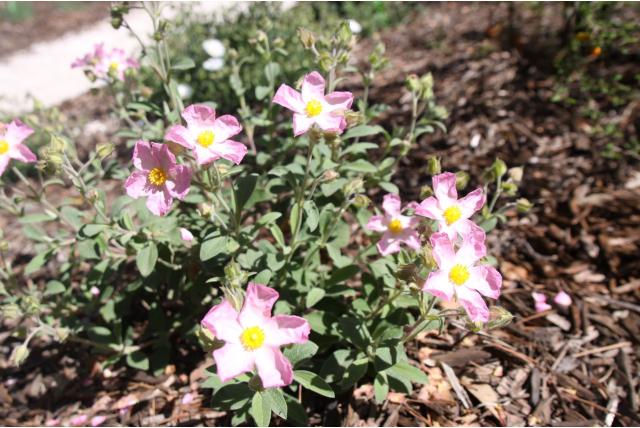 Rotsroos 'Grayswood Pink' Rotsroos 'Grayswood Pink'