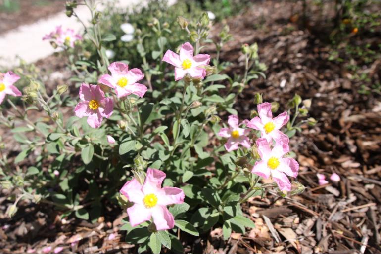 Cistus x lenis 'Grayswood Pink' Cistus x lenis 'Grayswood Pink' -22123