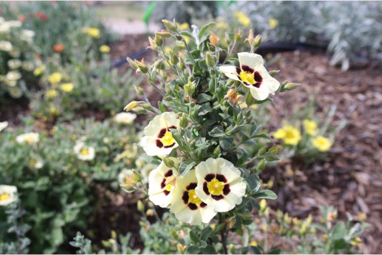 Cistus x wintonensis 'Merrist Wood Cream' Cistus x wintonensis 'Merrist Wood Cream' -22198