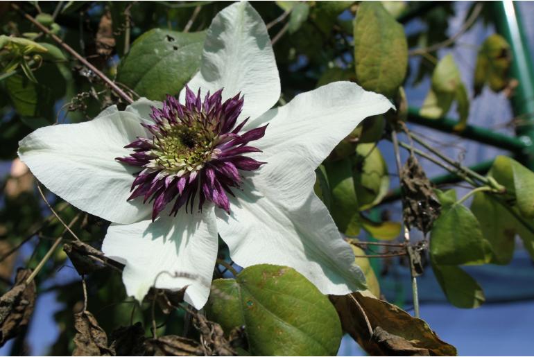 Clematis florida 'Bicolor' Clematis florida 'Bicolor' -22920