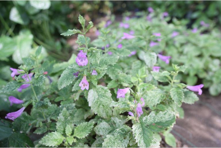 Clinopodium grandiflorum 'Variegata' Clinopodium grandiflorum 'Variegata' -22098