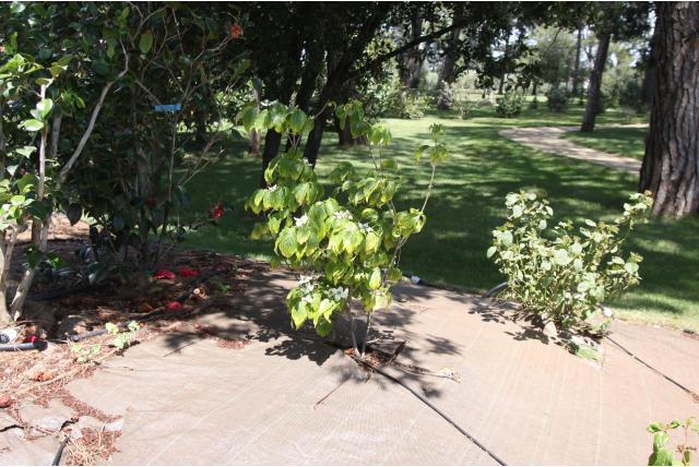 Japanse Kornoelje 'Nicole' Japanse Kornoelje 'Nicole'