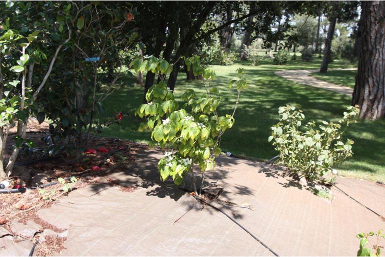 Cornus kousa 'Nicole' Cornus kousa 'Nicole' -22364