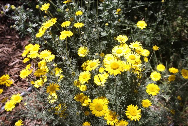 Gele kamille 'Kelwayi' Gele kamille 'Kelwayi'