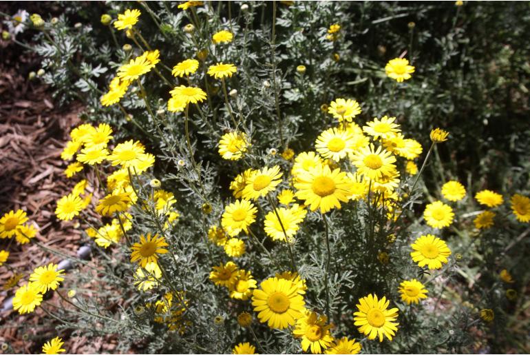 Cota tinctoria 'Kelwayi' Cota tinctoria 'Kelwayi' -22043