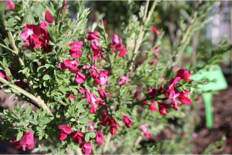 Cytisus scoparius 'Andreanus Splendens' Cytisus scoparius 'Andreanus Splendens' -22136