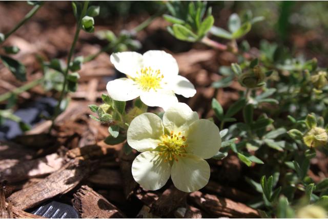 Struikganzerik 'Dart Cream' Struikganzerik 'Dart Cream'