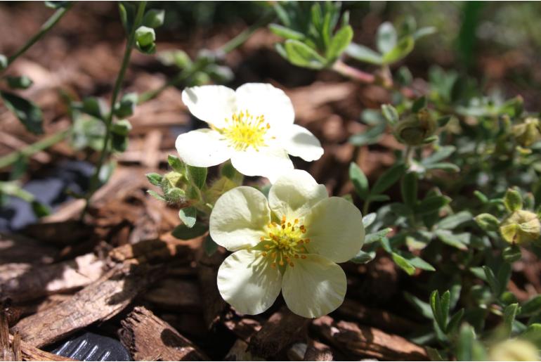 Dasiphora fruticosa 'Dart Cream' Dasiphora fruticosa 'Dart Cream' -22370