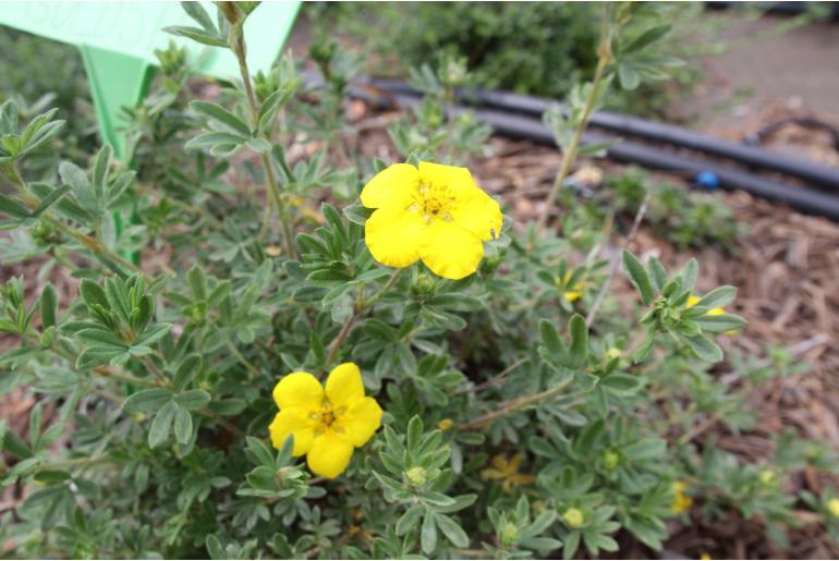 Dasiphora fruticosa 'Goldstar' Dasiphora fruticosa 'Goldstar' -22277