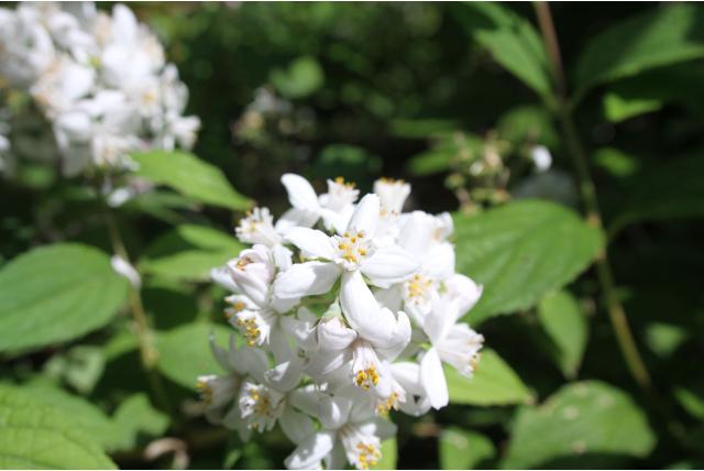 Hybride bruidsbloem 'Mont Rose' Hybride bruidsbloem 'Mont Rose'
