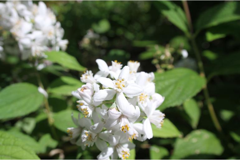 Deutzia x hybrida 'Mont Rose' Deutzia x hybrida 'Mont Rose' -22137