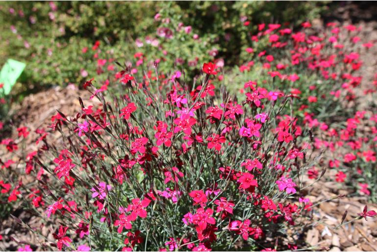 Dianthus deltoides 'Flashing Light' Dianthus deltoides 'Flashing Light' -22138