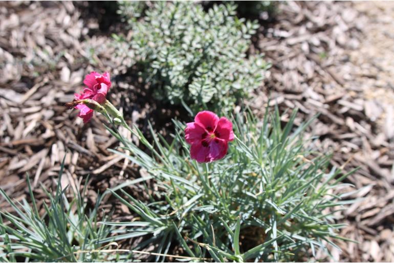 Dianthus gratianopolitanus 'Rotkäppchen' Dianthus gratianopolitanus 'Rotkäppchen' -22139