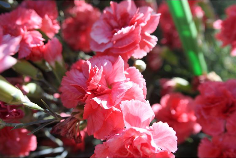 Dianthus plumarius 'Annabelle' Dianthus plumarius 'Annabelle' -22140