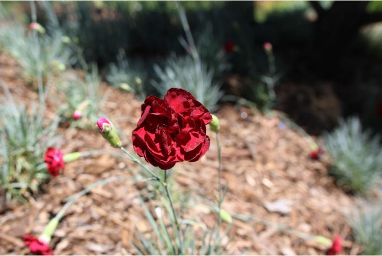Dianthus plumarius 'Desmond' Dianthus plumarius 'Desmond' -22518