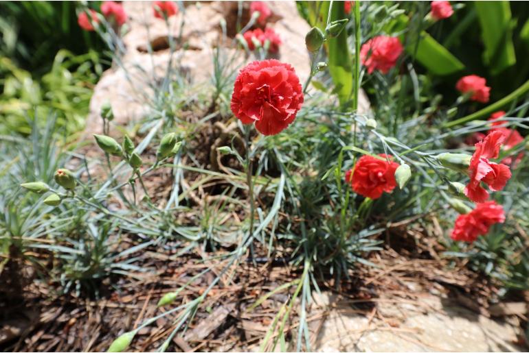 Dianthus plumarius 'Diana' Dianthus plumarius 'Diana' -22141