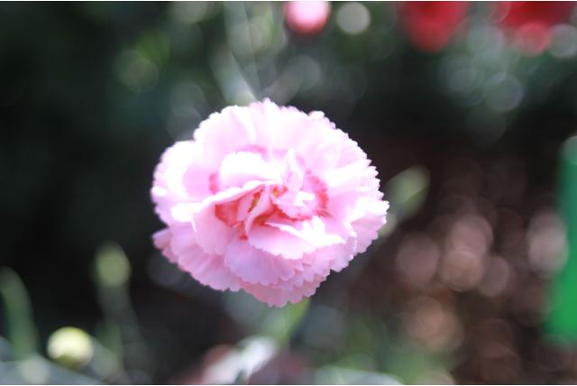 Grasanjer 'Doris' Grasanjer 'Doris'